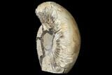 Ammonite (Perisphinctes) In Septarian - Madagascar #113667-1